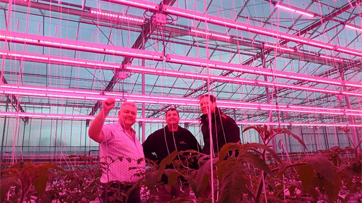 Philips Greenhouse-lampen boven de planten bij Melrow Salads