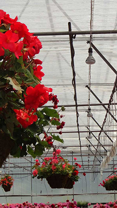 De planten bij Valley View Greenhouses hangen onder LED-lampen die worden geleverd door Philips-tuinbouwverlichting